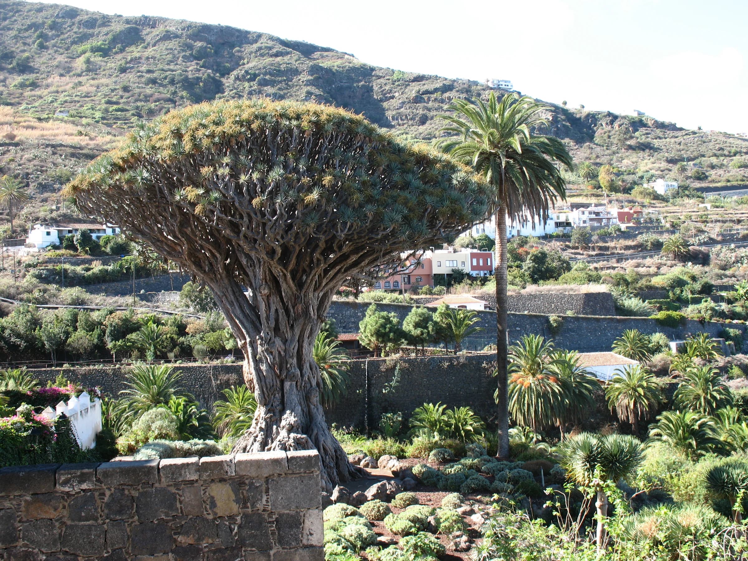 Icod de los Vinos