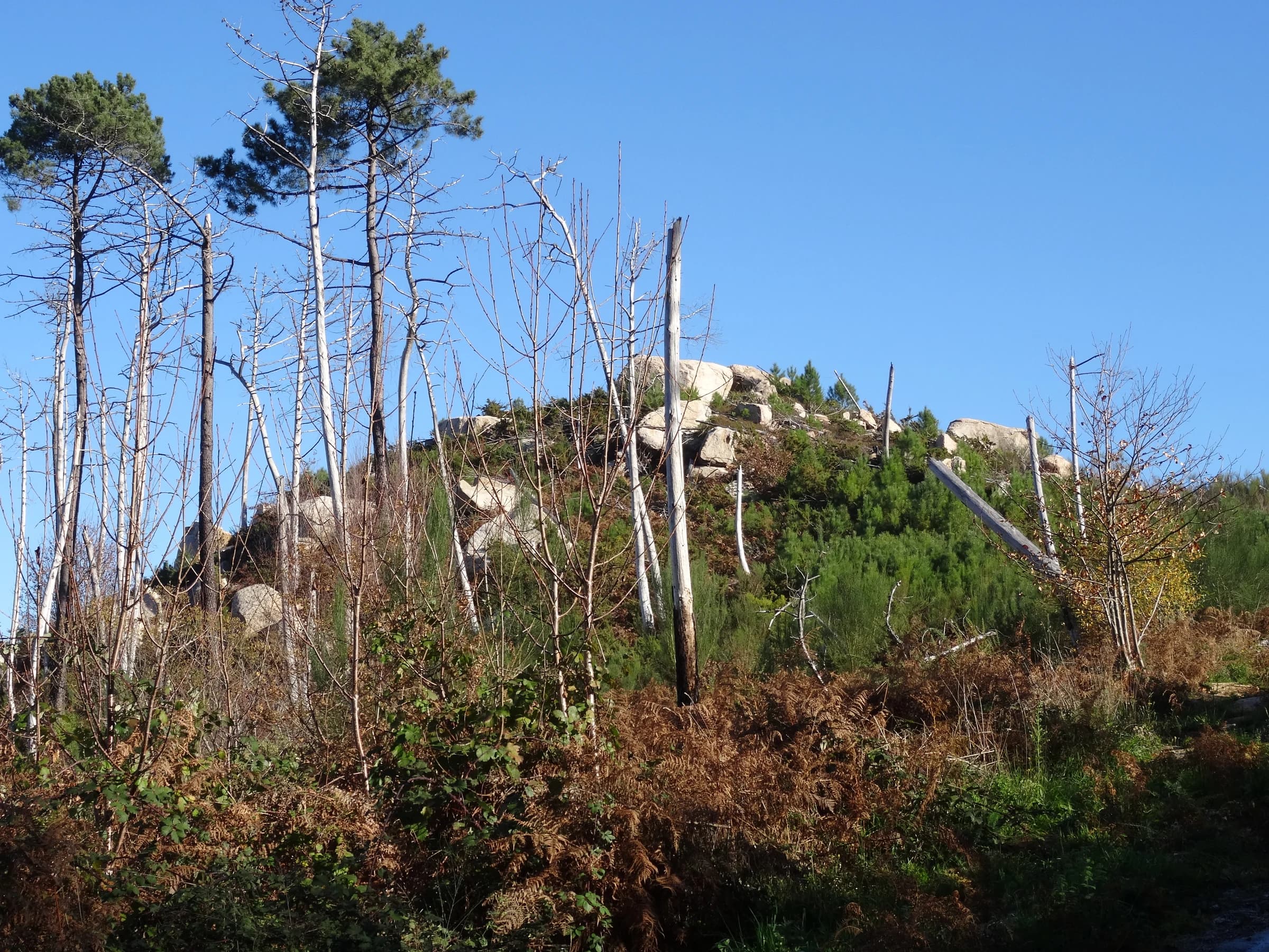 Padrenda