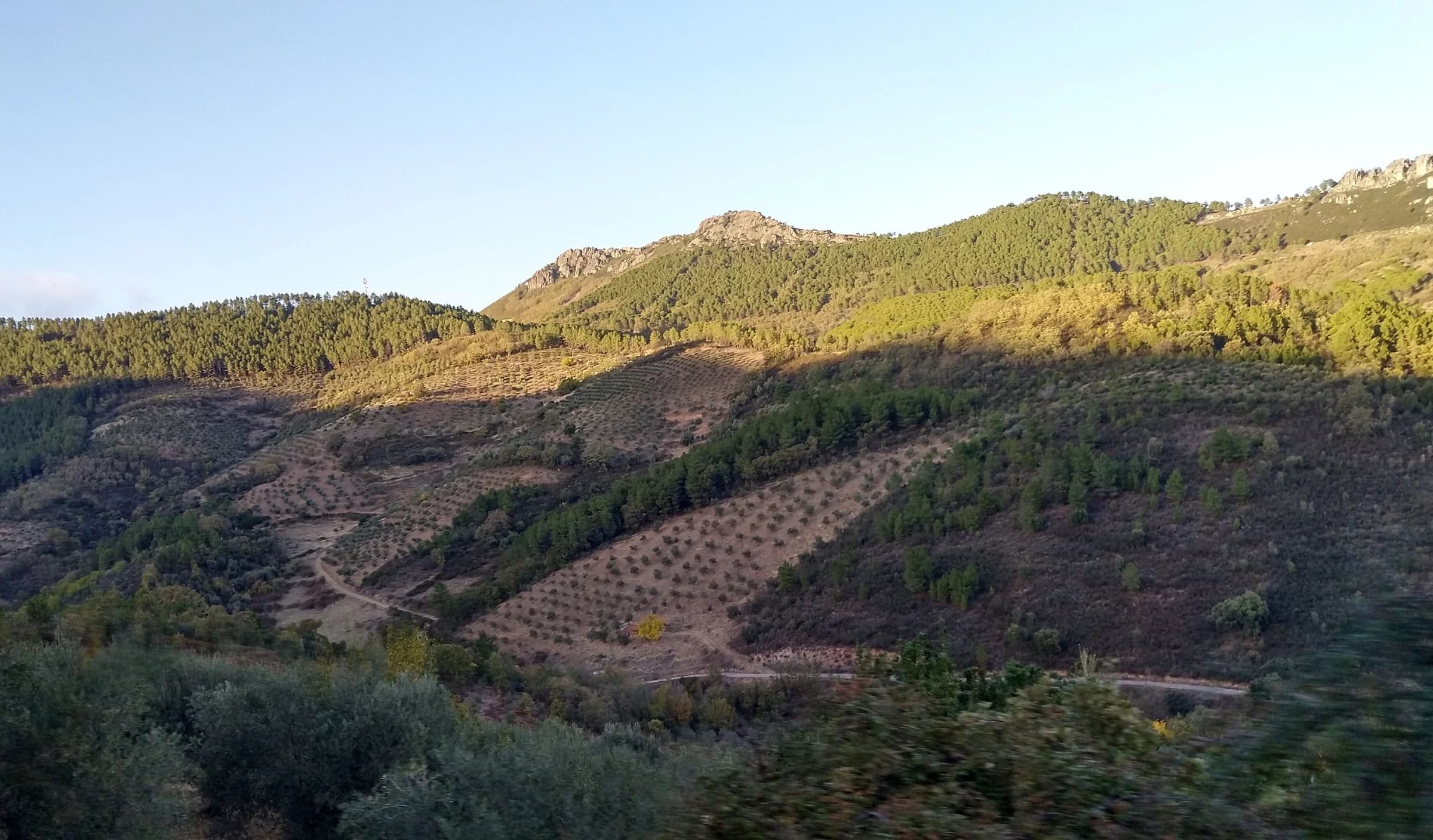 Cañamero