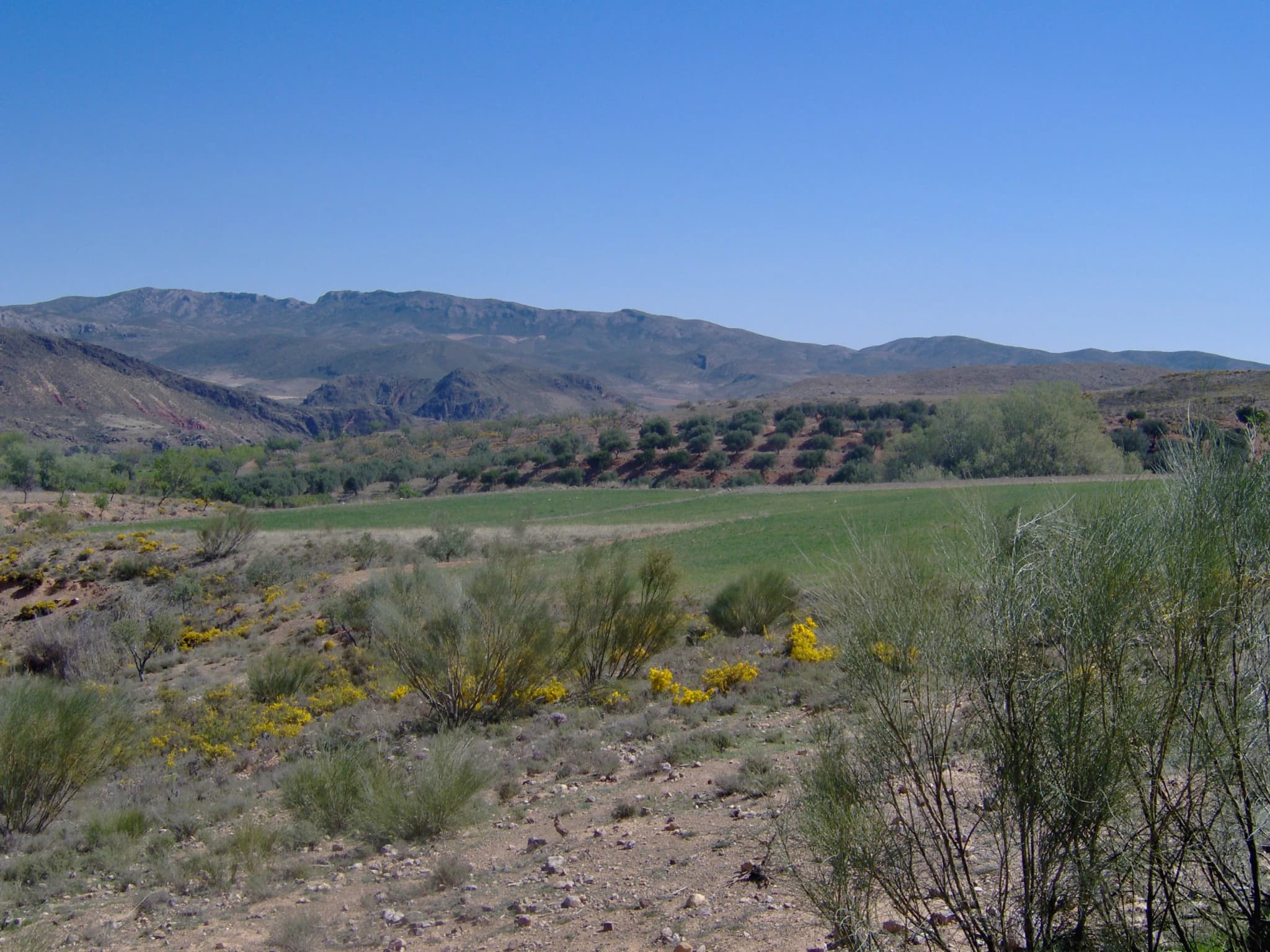 Brea de Aragón