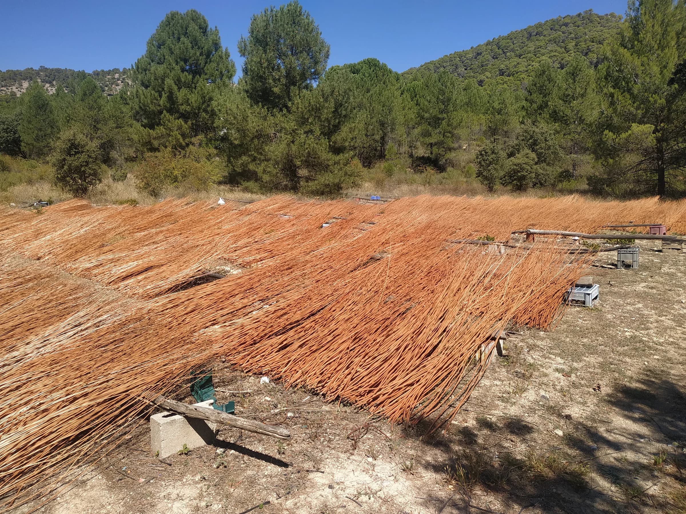 Cañamares