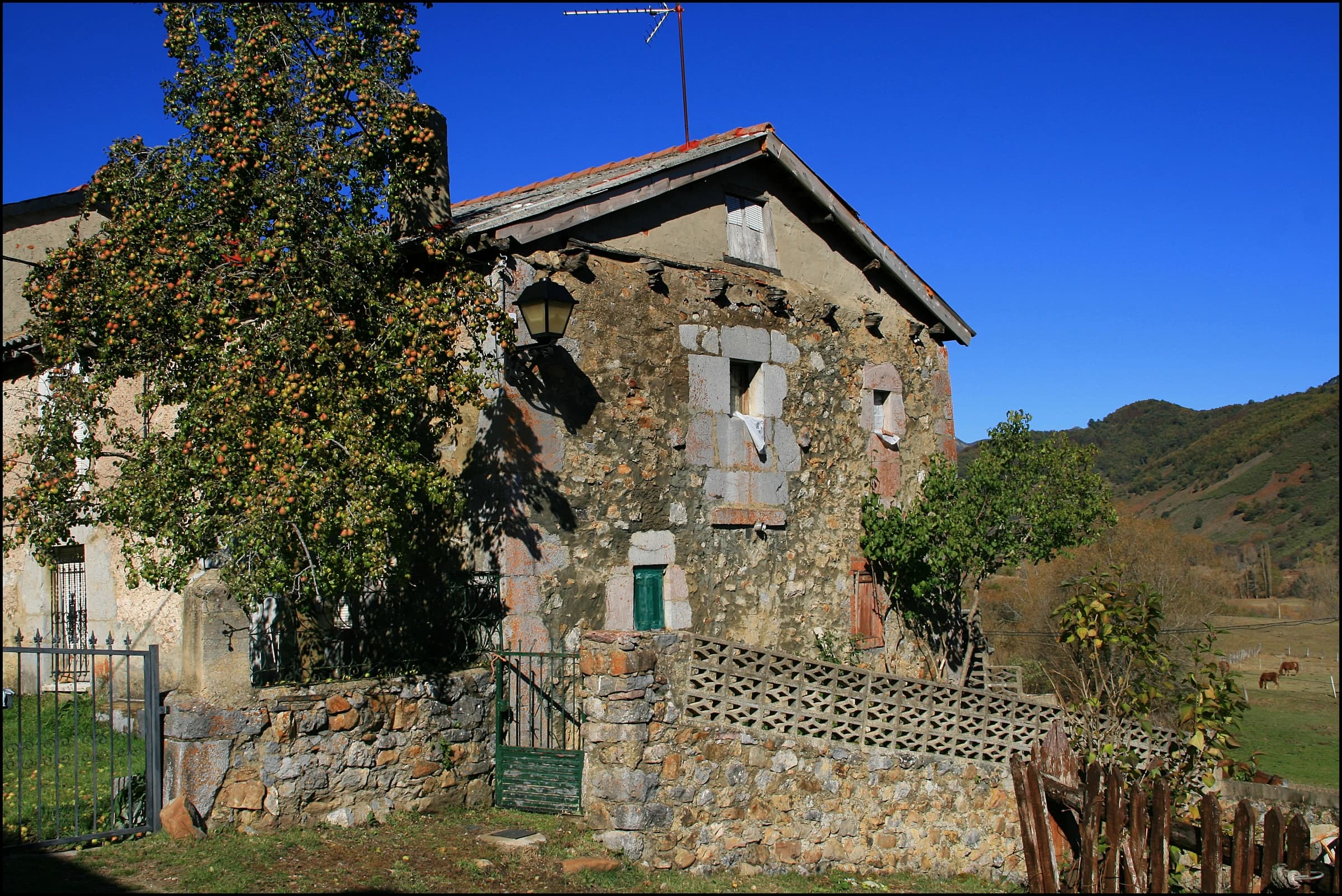 Acebedo