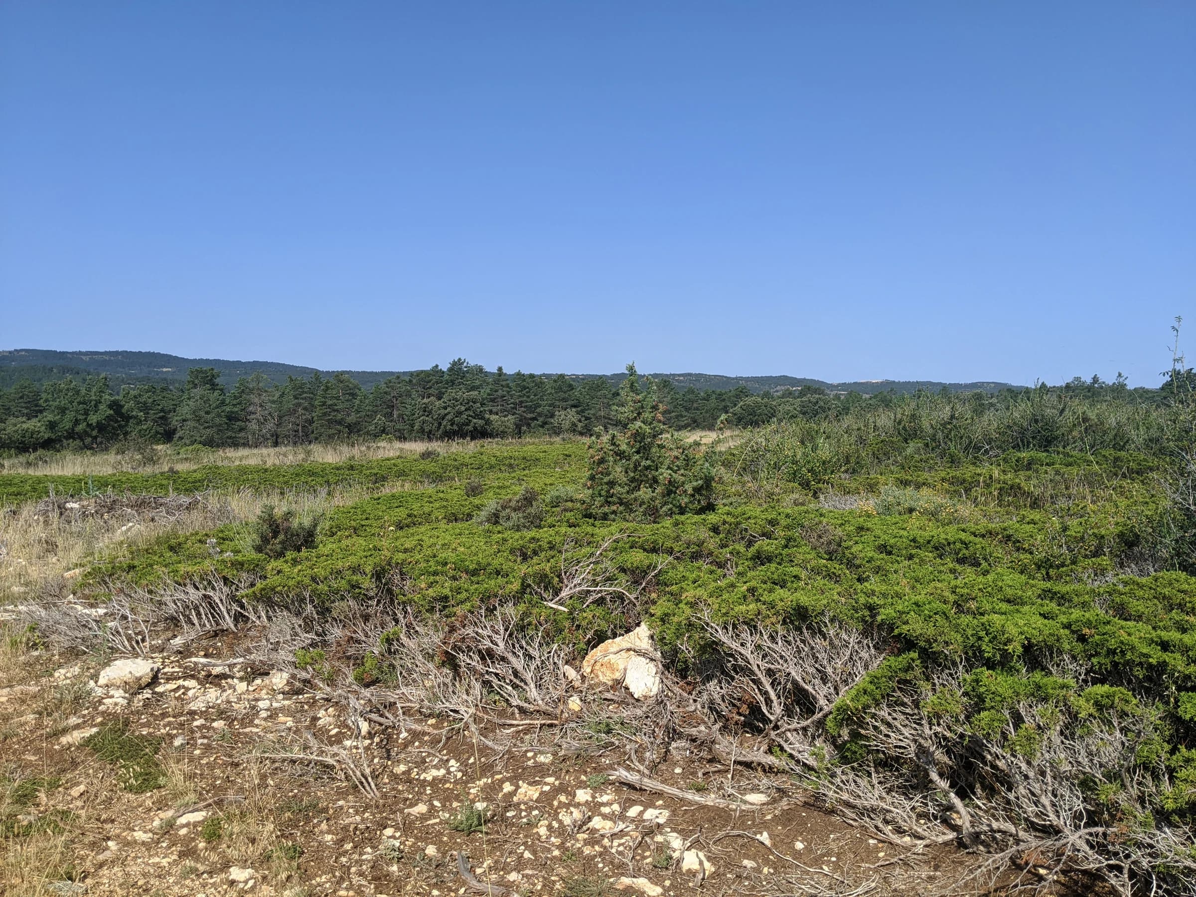 Alustante