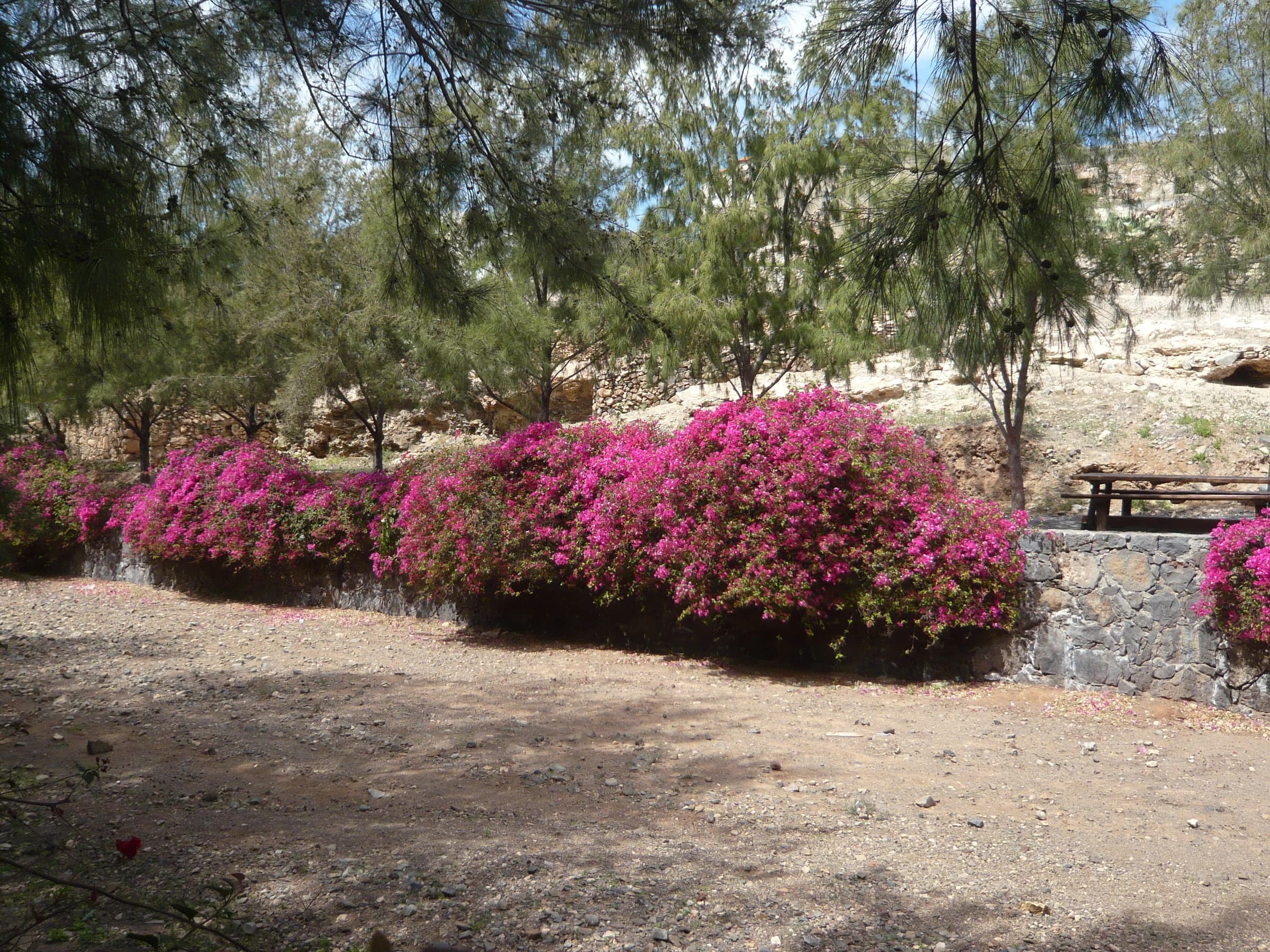 Pájara