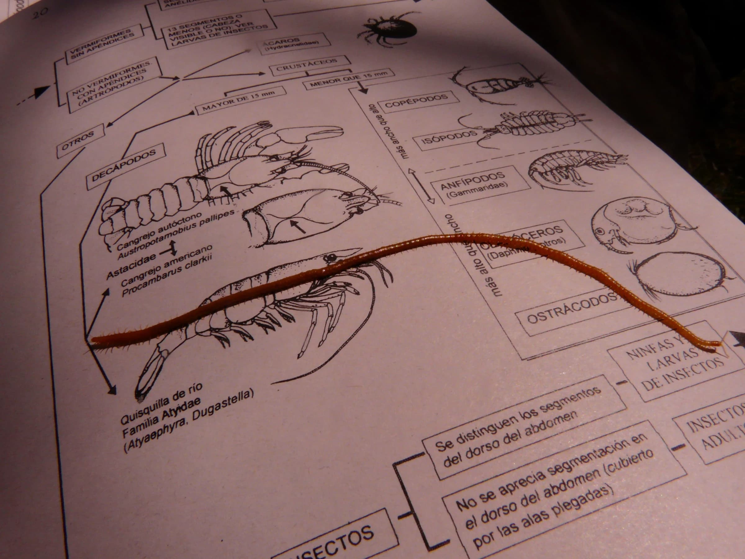 Pedro Muñoz