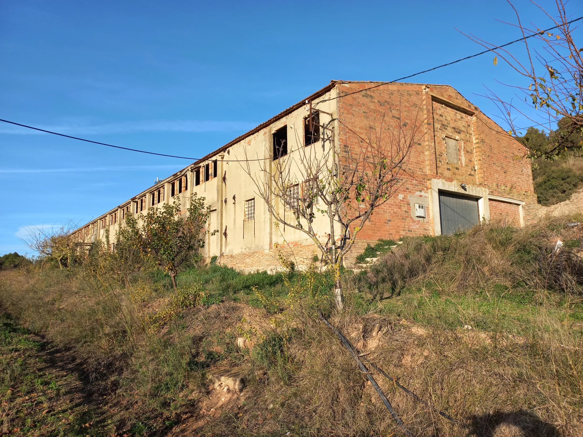 Cabra del Camp