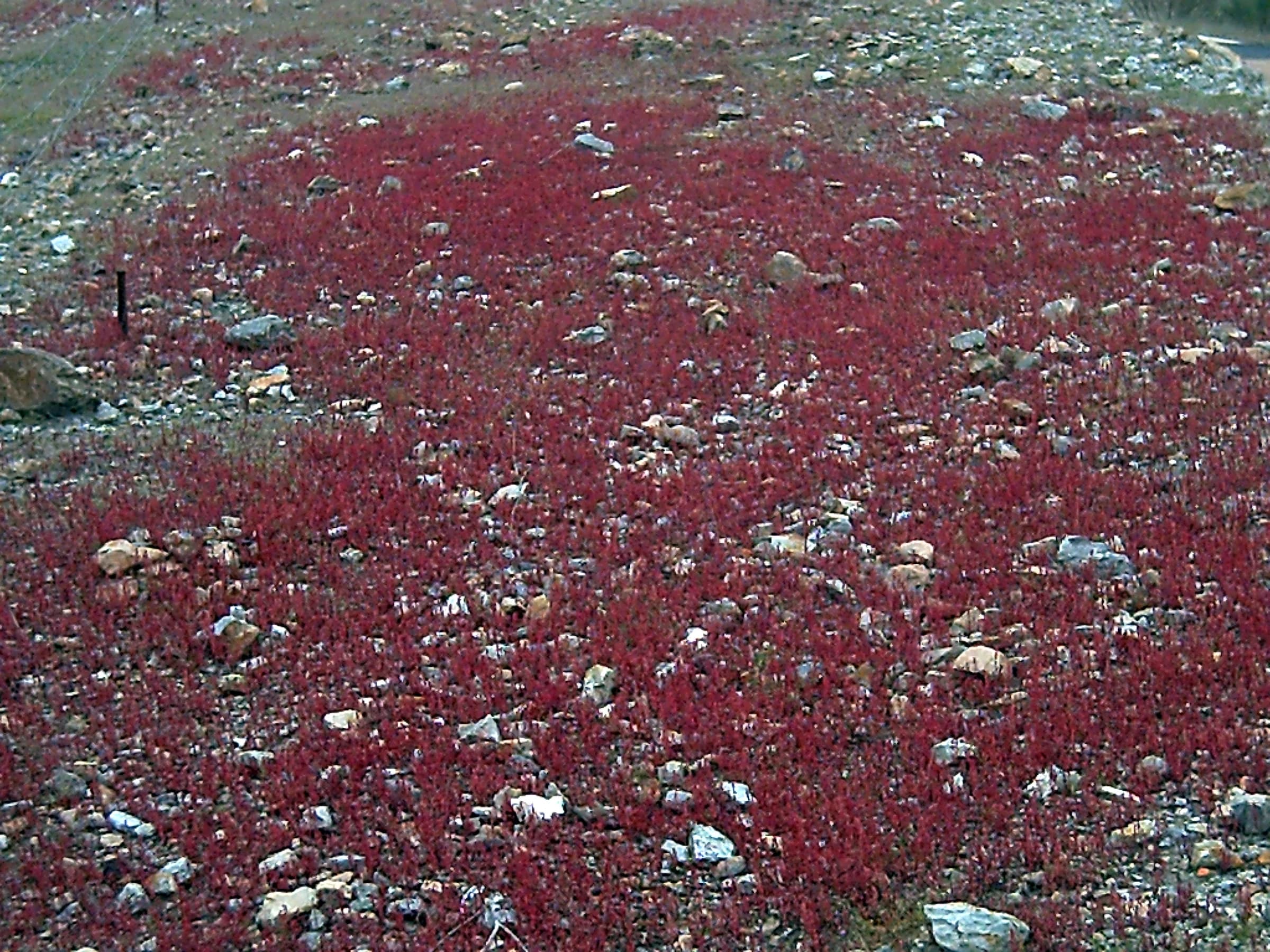 Mestanza
