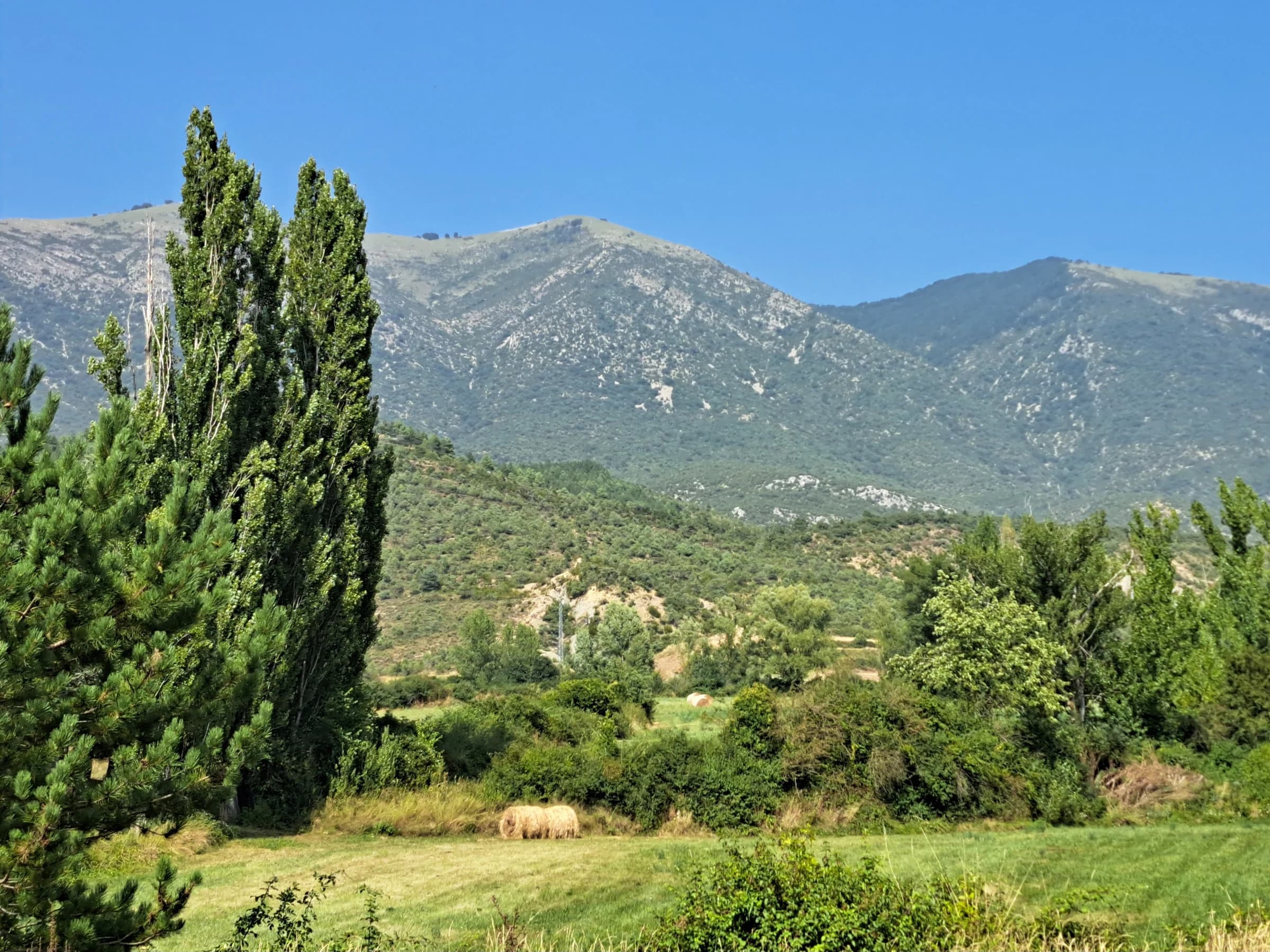 Campo