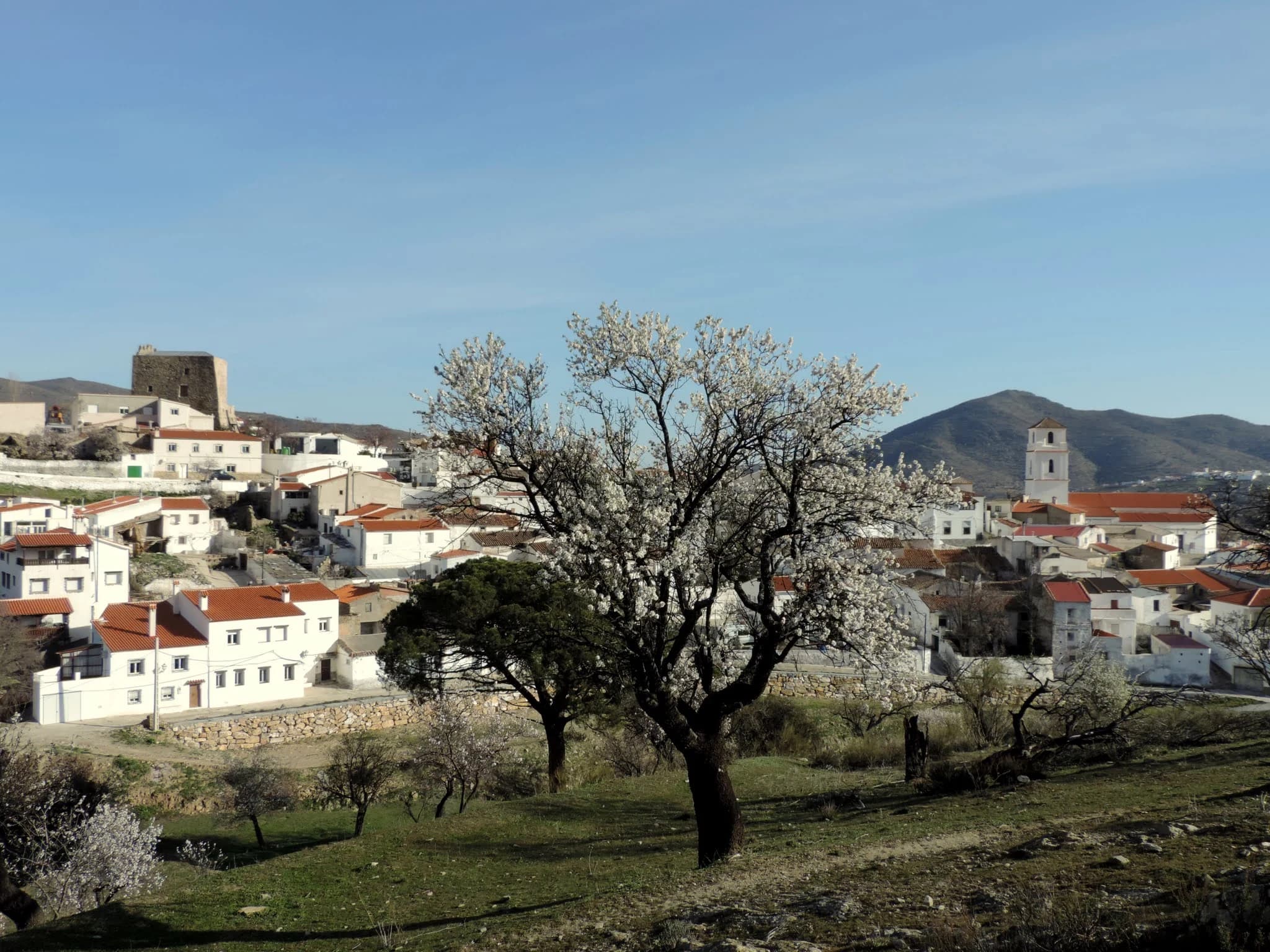 Tahal