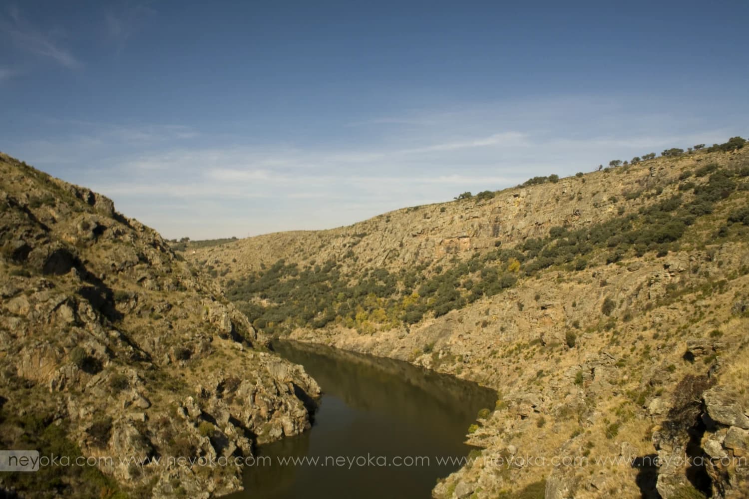 Pino del Oro
