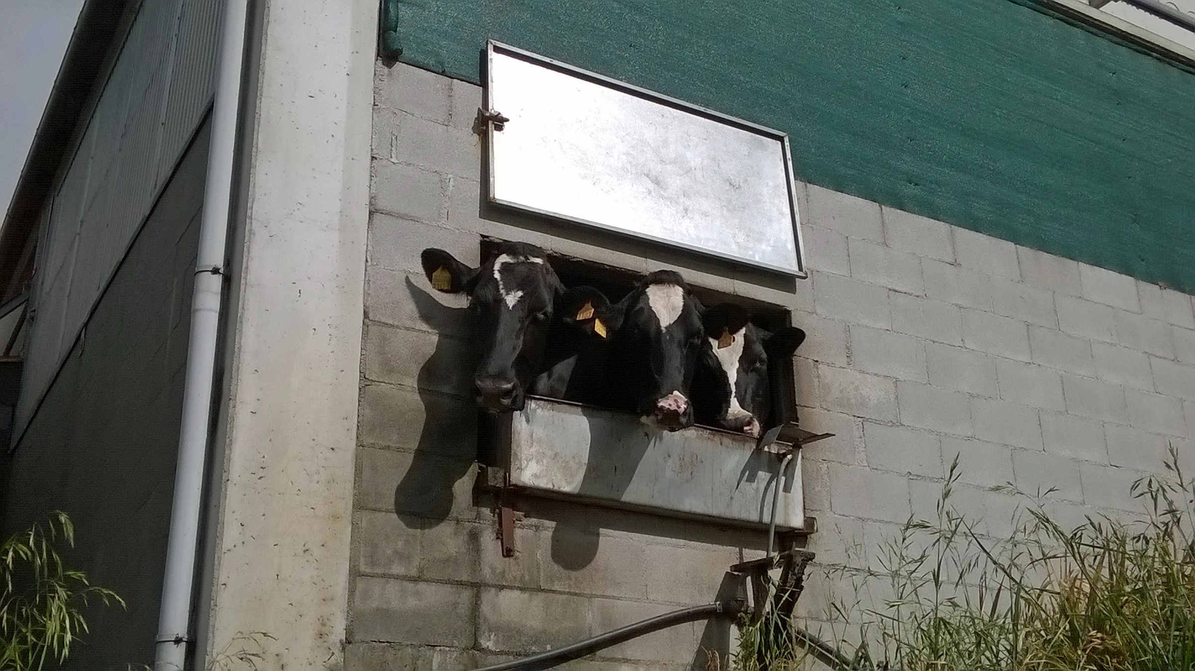 Mazaricos en autocaravana (A Coruña)
