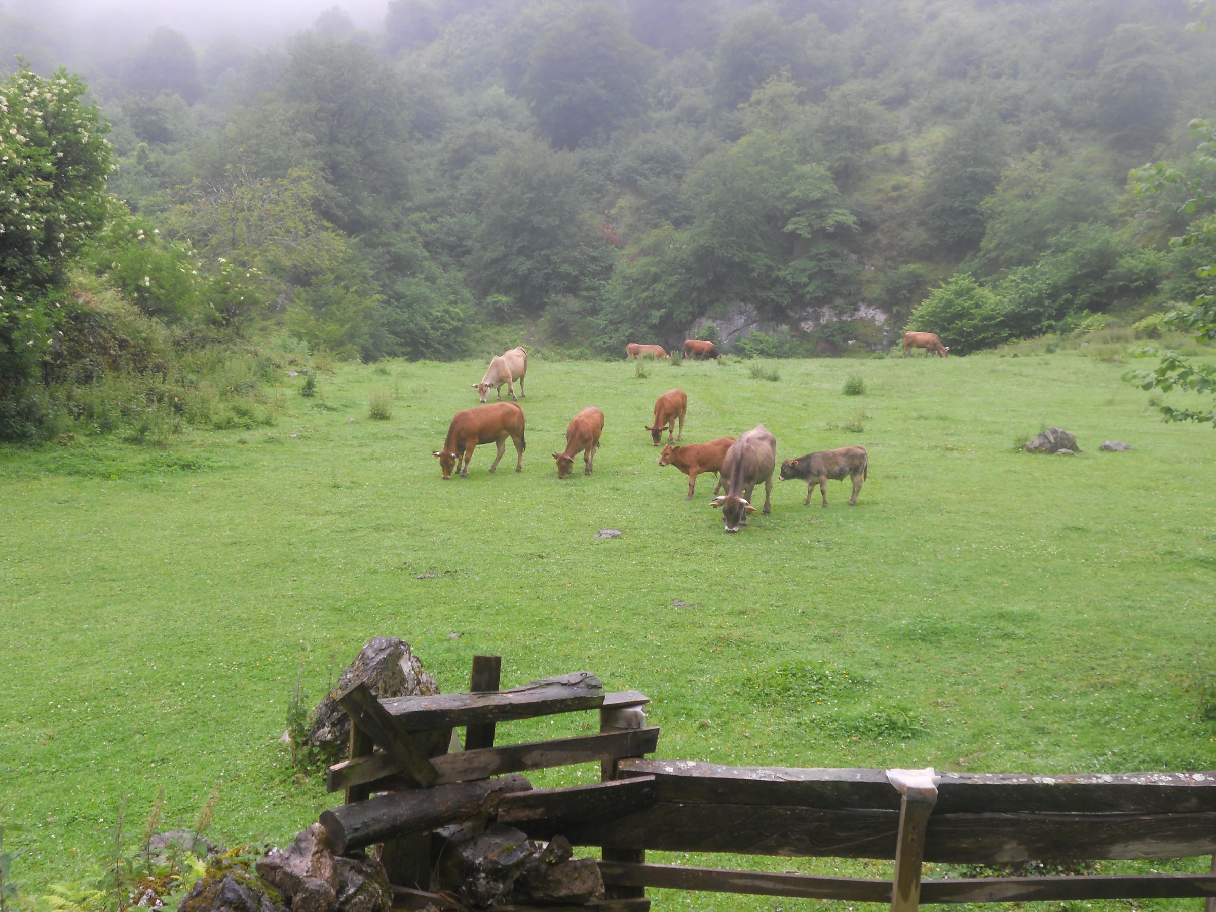 Amieva en autocaravana (Asturias)